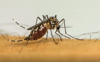 SES alerta população sobre importância da prevenção e combate ao mosquito Aedes aegypti